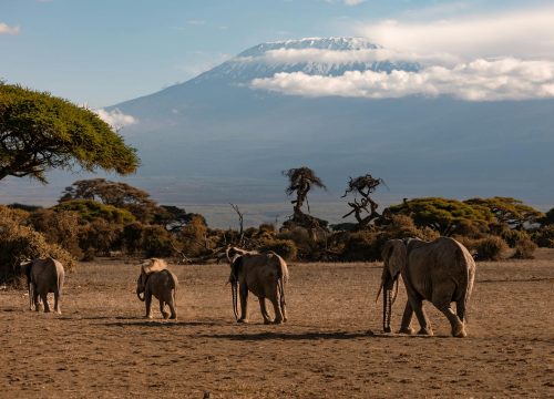 5 Days Maasai Mara, Lake Nakuru and Amboseli